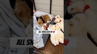 Making a comfy recovery space for my dog after surgery ❤️