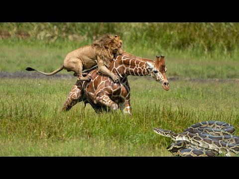 Giant Python Had To Flee After Foolishly Ambushing Lion - Greatest Fights In The Animal Kingdom