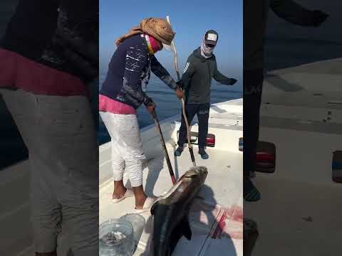 Trying to load a big fish onto boat