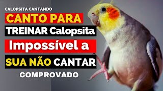 Calopsita Cantando  Canto de calopsitas para treinar calopsitas Assobio de Calopsitas