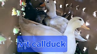 Vịt Callduck về ninh thuận nhé ae!
