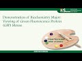 Fluorescent Proteins in Research Applications