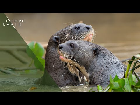 YouTube video thumbnail: Giant Otters of Peru: The River Wolves of the Amazon