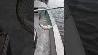 Red Fish!! Swamp People! #swamplife #fishing #fish