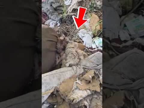 He Was Found in a Pile of Garbage Barely Moving But Everything Changed