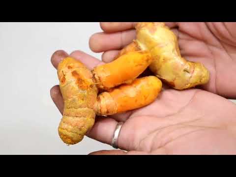 winter special turmeric tea| सुबह-शाम पी लेने से कभी cancer छु भी नही पाएगा ना कभी infection होगा| 😍