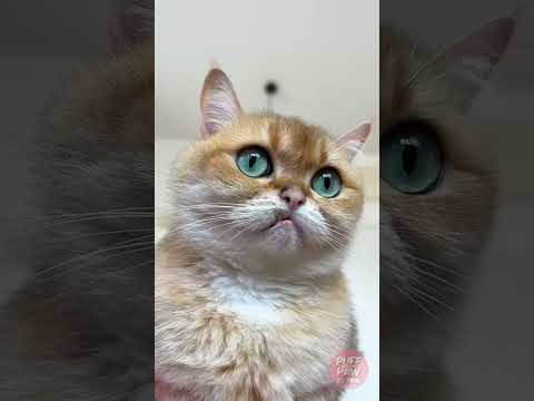 🐱 قط في القبعة؟ أشبه بصراع القط مع القبعة! #القطط #مقلب #حيوانات_مضحكة
