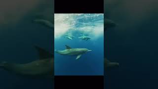 Am I dreaming? #mauritius 🇲🇺