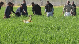 The Hunting Publick | Dog Running | Epic Greyhound Racing  | High speed  Hare |New Hunting 2022