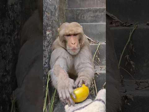 hungry monkey ate tomatoes#viralshortvideo #tranding#shorts
