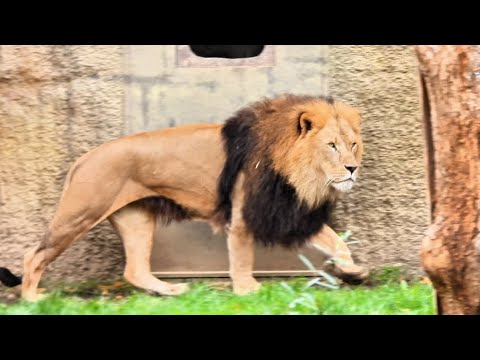 Alpha Lion Moving