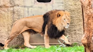Alpha Lion Moving