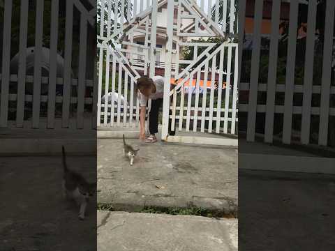 poor cat | cats are chased away #cat #catlover #catsshorts #kitten