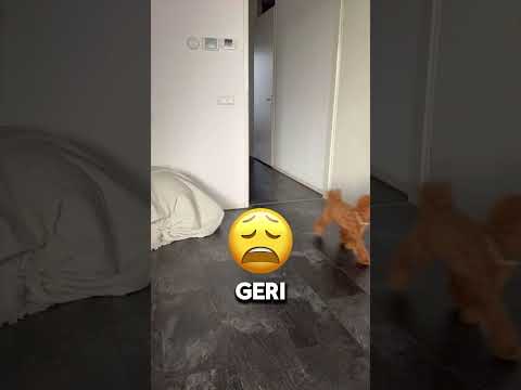 Bu KÖPEK Sonda KADINI Bulabildi mi ! 😦🤔