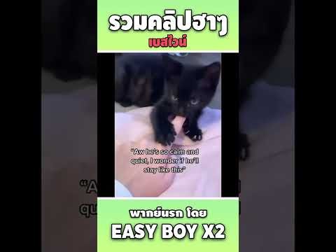 รวมคลิปฮาพากย์นรกshorteasyboyคลิปฮาเบสไวน์