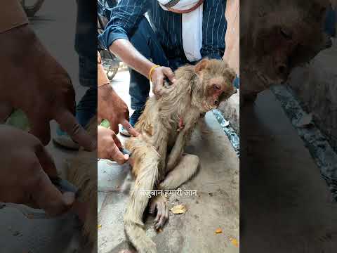 वृंदावन बांके बिहारी मंदिर के पास एक बंदर की हालत काफी ज्यादा खराब थी संपर्क 9045773717