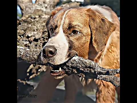 He Did the Impossible to Save a Dog 😳❤️ | The Call of the Wild #Shorts