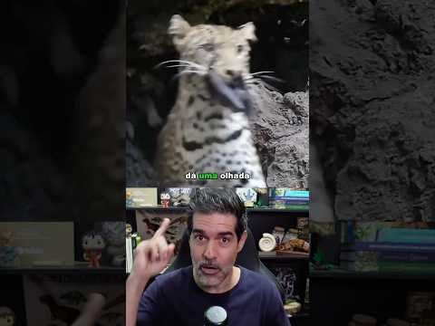 ANIMAIS COMENDO MORCEGOS COM VÍRUS MORTAL #curiosidades #biologia #virus