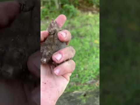check out this little mole i found!!!