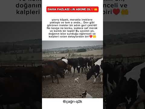 Minik Köpek Yaklaştı, Koca İnekler Geri Çekildi♥️🤲