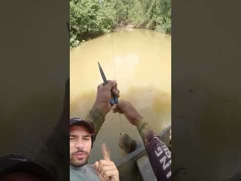 Levou um choque fatal do poraquê #pesca #pescaraiz #pescaria