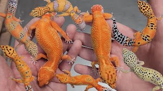 36 HOLDBACKS in one VIDEO! | talking MORPHS & PROJECTS! (2025)