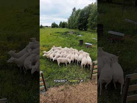Как вам летающий пастух? #ферма #овцы #дача