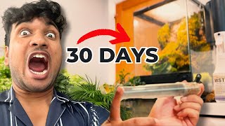 Simulating a Forest for 30 Days