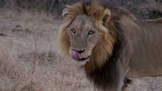 A male lion with a busted leg roaring and two other males downstream in Kruger National Park