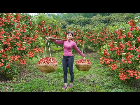 Harvesting Many Lychees At The Lychee Garden in the Highlands Go To Sell For Villager