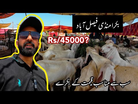 BAKRA MANDI 2025 - Latest Prices - Faisalabad Bakra Mandi