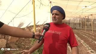 قصص حب الأرض في بيادر طمون في طوباس