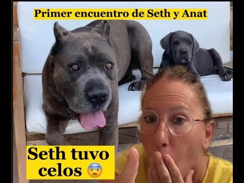 Los comienzos de Seth y Anat ? hace un año #doglover#lovedogs#canecorso#dogshorts#shortsvideo#dogs