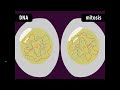 Exploring Mitosis Concepts