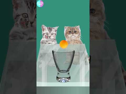 Friendship over Victory2 🐱/승부보다는 우정이야2!! #cat #cute