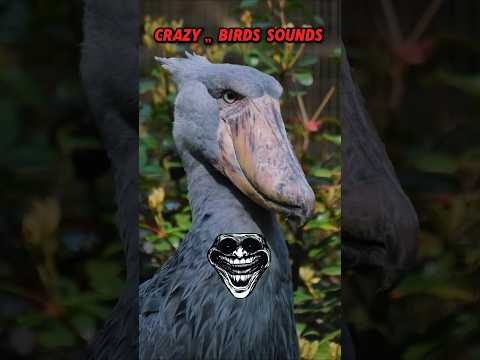 Crazy Bird Sounds 💀