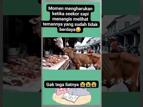 MOMEN MENGHARUHKAN KETIKA SEKOR SAPI MENANGIS MELIHAT TEMANYA SUDAH TIDAH BERADA