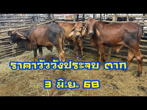 ราคาวัวตลาดนัดโค กระบือวังประจบ ตาก  ( 3 มิถุนายน 2568 )