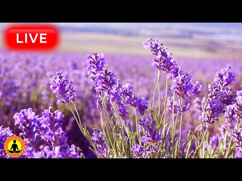 &#128308; Healing Music for Deep Sleeping 24/7: Relaxing Nature Sleep Meditation Music | Beat Insomnia Now