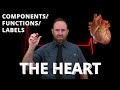 Heart Anatomy and Function Concepts