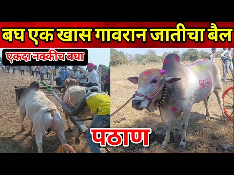 बघ एक खास गावरान जातीचा बैल | गावठी बैल |  खूबसूरत बैल | मुन्ना शेठ यांचा पठाण | #shankarpat #cow