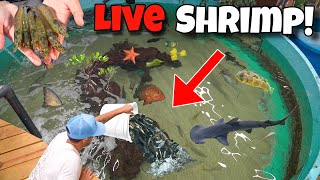 Feeding ALL The EXOTIC FISH And SHARKS!! 