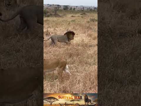 Summary of lion hunting situations #49