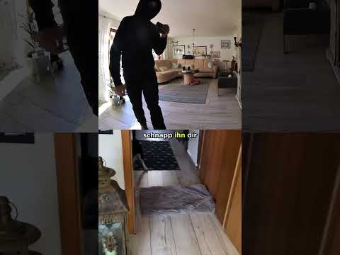 Taugt ein Border Collie als Einbruchschutz? #silatec