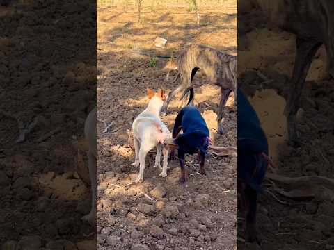 Cleaning dog 🤭#dog #animals #shorts #funny  #viral
