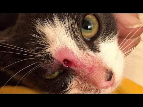 Immense Cuterebra Extracting From Tiny Kitten #506