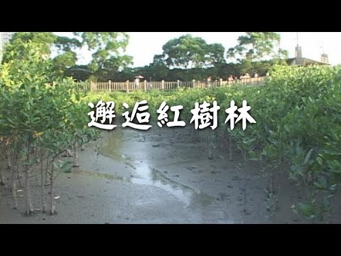 我們的島 第321集 邂逅紅樹林 (2005-09-12) - YouTube(13分26秒)