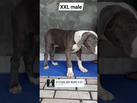 Xxl Pitbull Puppies For Sale Craigslist 08 2021