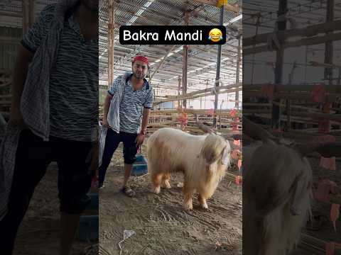 Bakra Eid | Bakra Mandi #bakraeid #comedy #deonar #pune #mumbai #ytshorts