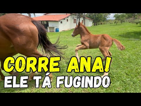 TENTANDO PEGAR O POTRINHO NOVO. SERÁ QUE CONSEGUIMOS?